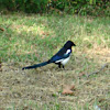black-billed magpie