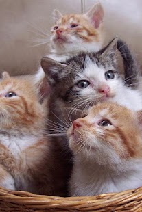 Cat Wallpaper Screenshots 22