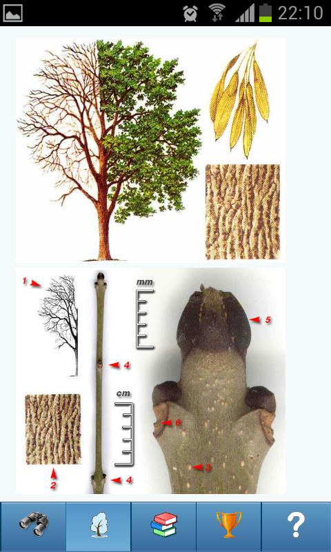 EcoGuide: Trees in Winter Screen 2