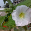 White Hollyhock Flower