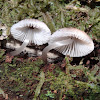 Silky mycena