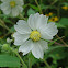 Whiteflower Leafcup