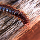 Millipede