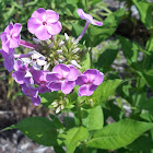 Tall Phlox 