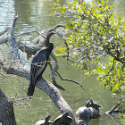 Anhinga