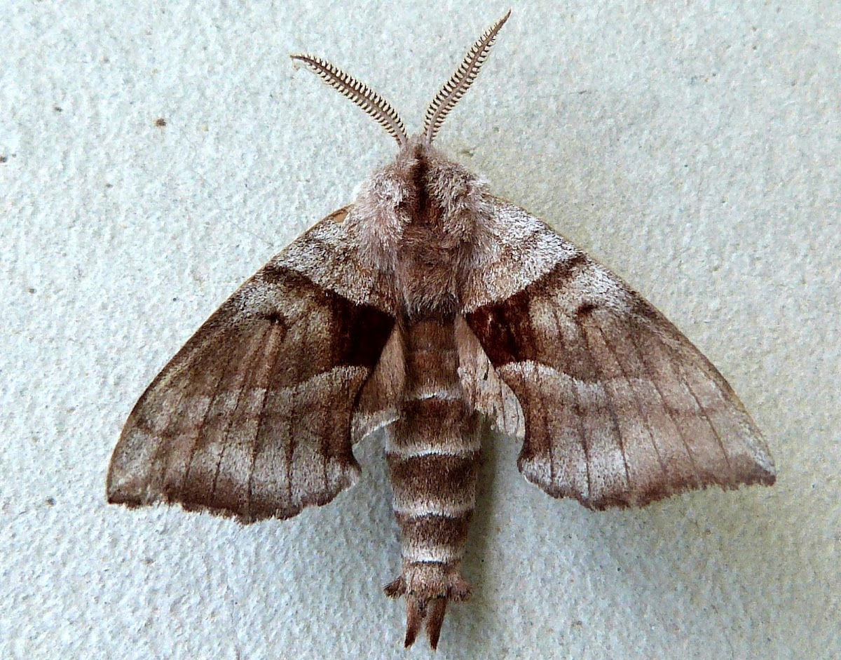 Walnut Sphinx Moth