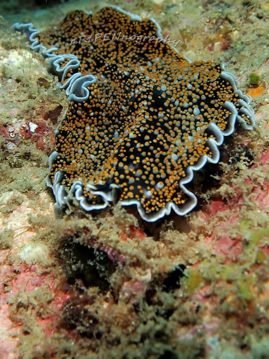 Gold Dotted Flatworm