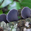 Unknown pleurotoid fungus