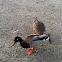Mallard duck couple