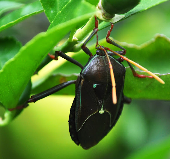 Bronze Orange Stink Bug Project Noah