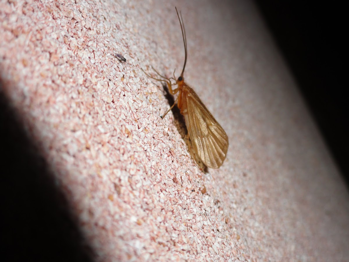 Caddisfly Project Noah