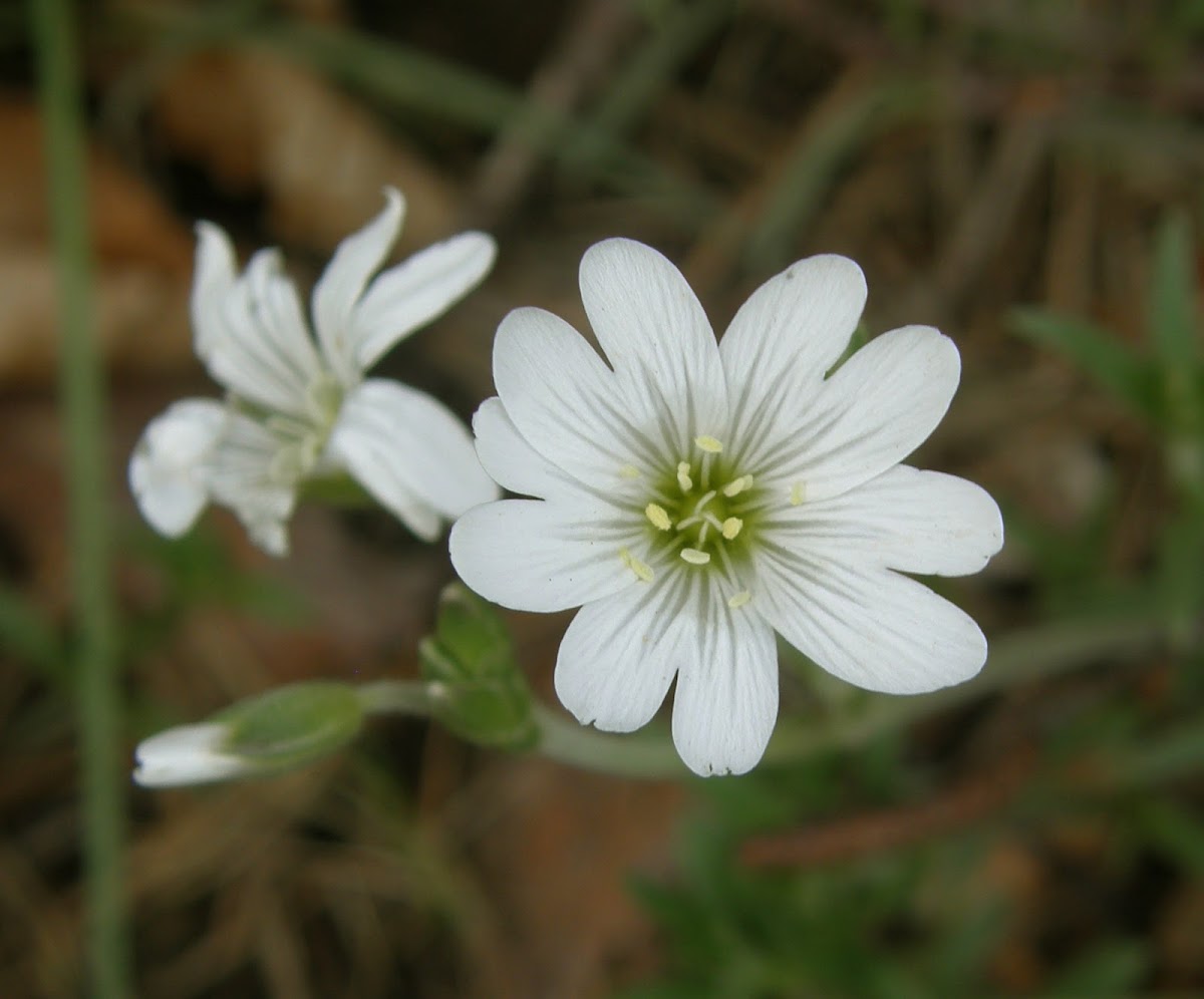 Field chickweed