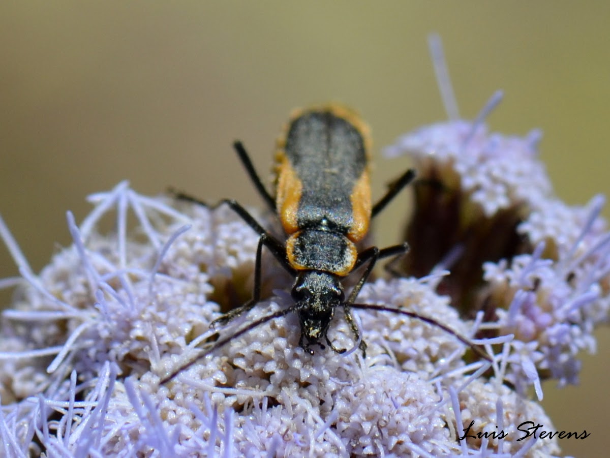 Colorado Mountains Soldier Beetle Project Noah