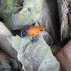 Strawberry dart frog