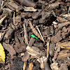 6 spotted tiger beetle