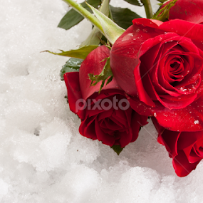 Valentine roses by Vrinda Mahesh - Public Holidays Valentines Day