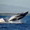 Humpback Whale