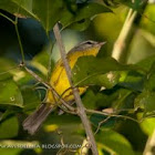 Golden-crowned warbler