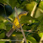 Golden-crowned warbler