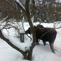 Moose outside my living room window