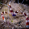Banded Boxer Shrimp, Banded Cleaner Shrimp
