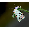 Heliotrope Moth