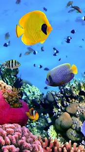 海洋魚類動態壁紙(圖3)-速報App