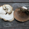 Toothed polypore mushroom look-alike