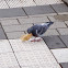 Pigeon