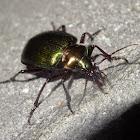 Green Carab Beetle