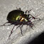 Green Carab Beetle