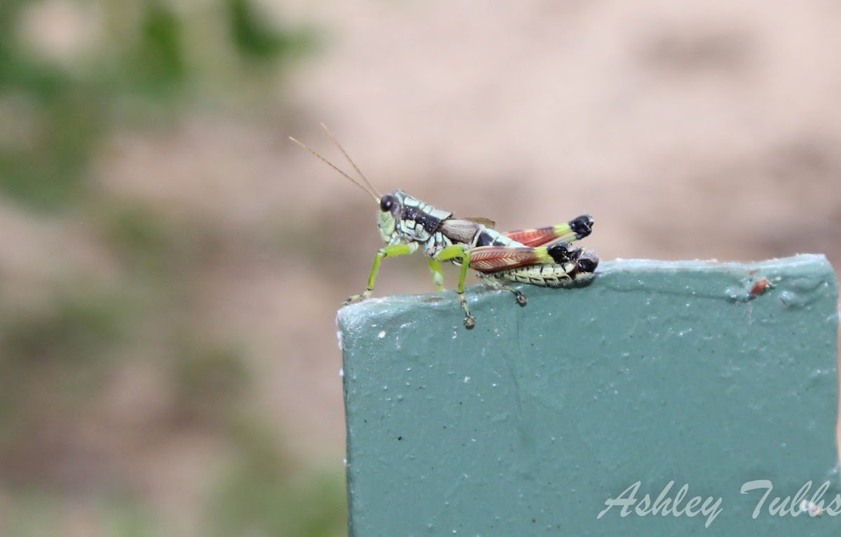 Post Oak Grasshopper