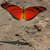 Julia Longwing Butterfly