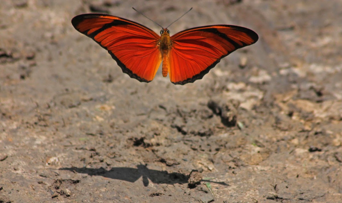 Julia Longwing Butterfly