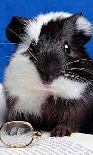 How to mod Hamster HD wallpaper 2.0 mod apk for android