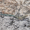 Podarcis hispanica (Lagartija cola verde)