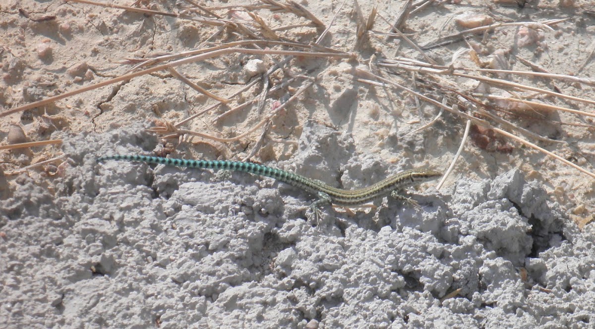 Podarcis hispanica (Lagartija cola verde)