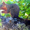 Squirrel eating Oak Gall