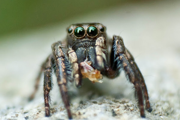 jumping spider | Project Noah