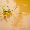 Fishing spider