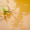 Fishing spider