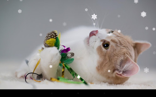 Xmas Cat Live Wallpaper(圖6)-速報App