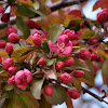 Dark pink flowering crab apple