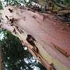 Pacific Madrone