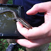 Five-lined skink