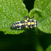 Ashy gray ladybug larva