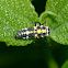 Ashy gray ladybug larva