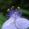 Ohio Spiderwort