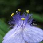 Ohio Spiderwort