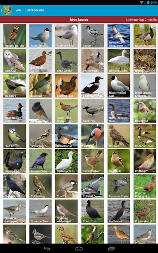 UK Birds Sounds  screenshots 10